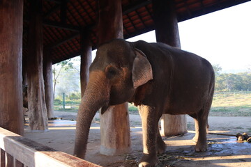 Eléphant dans un enclos à Luang Prabang, Laos