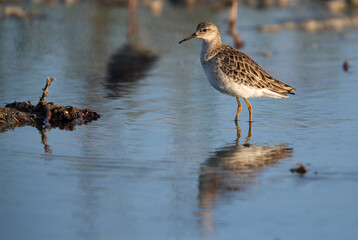Ruff at Asker marsh, Bahrain