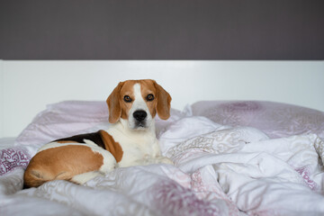 Beagle dog sneaks to his owner bed when no one watching.