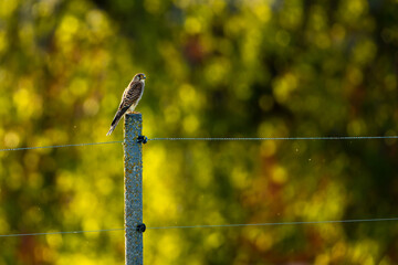 A Kestrel on a fence in the backlight