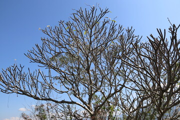 Arbre au mont Phu Si à Luang Prabang, Laos	