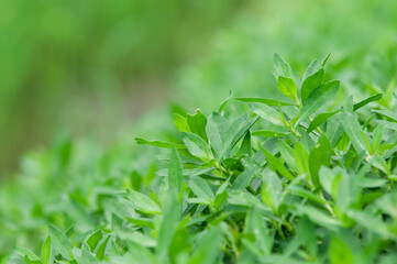 Fototapeta na wymiar green grass background