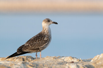 Heuglins gull juvenile at Busaiteen coast, Bahrain