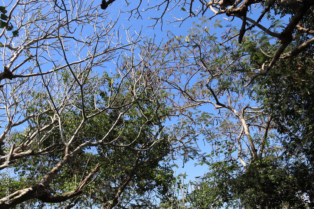 Poster Arbre au mont Phu Si à Luang Prabang, Laos	