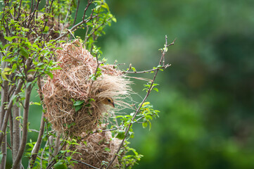 bird nest on tree