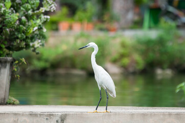 great blue heron