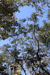 Arbre au mont Phu Si à Luang Prabang, Laos	