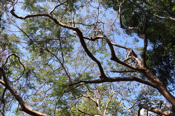 Branchages au mont Phu Si à Luang Prabang, Laos	
