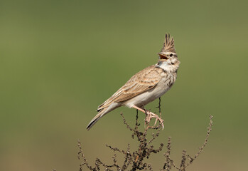Crested Lark perched on a bush
