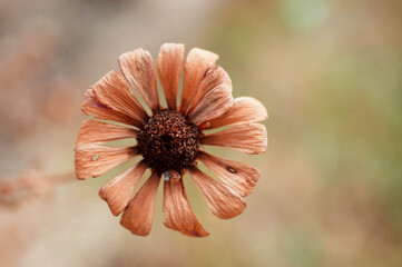 red poppy flower