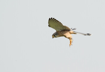 Common Kestrel hovering, Bahrain