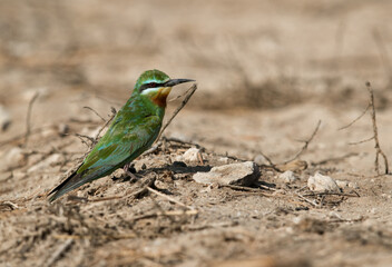 Blue-cheeked bee-eater at  Hamala, Bahrain