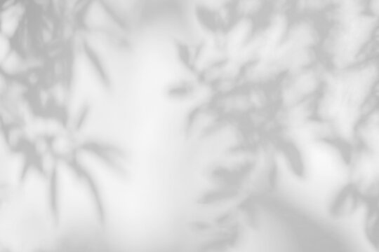 Shadow and light from sunlight of natural leaves tree branch on white wall. Nature blurred background. shadow overlay effect for foliage mockup