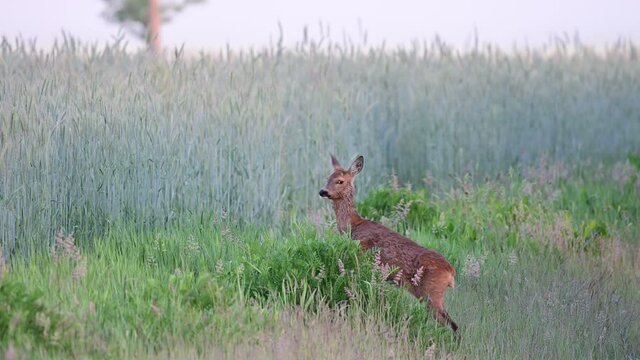 Roe deer female with blind eye standing in the fields and look, summer, (capreolus capreolus), germany