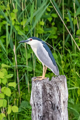Naklejka premium Black-crowned night heron, nycticorax nycticorax, black-capped night heron