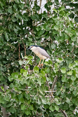 Black-crowned night heron, nycticorax nycticorax, black-capped night heron