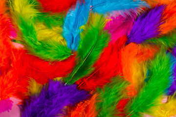 multi colored decorative feathers. 