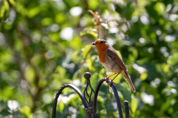robin red breast on a bird feeder