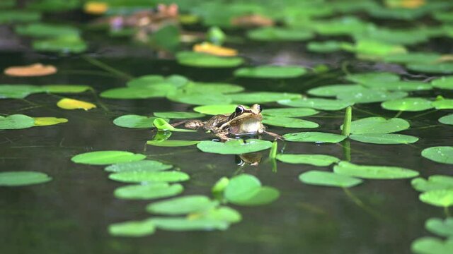 FClose up of frog in the water lily pond.