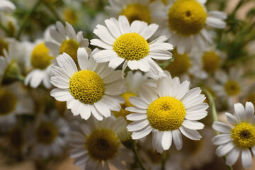 Bouquet of camomiles on the wooden background.