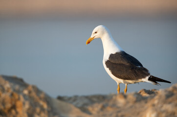 Heuglins gull in the morning light at Busaiteen coast, Bahrain