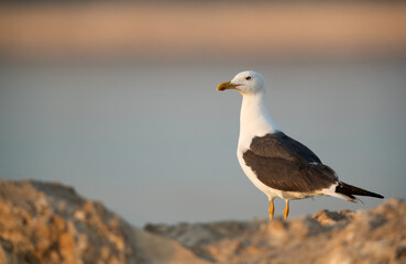 Heuglins gull in the morning at Busaiteen coast, Bahrain