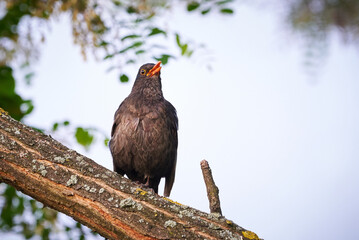 Common blackbird singing (Turdus merula) Songbird