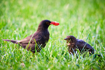 Common blackbird feeding chick with strawberry  (Turdus merula)