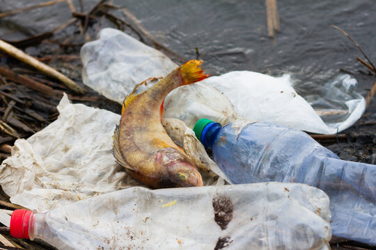 Dead Fish With Plastic Trash On The Ocean. Concept For The Protection Of Marine Life And Oceans.