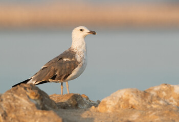 Heuglins gull at Busaiteen, Bahrain
