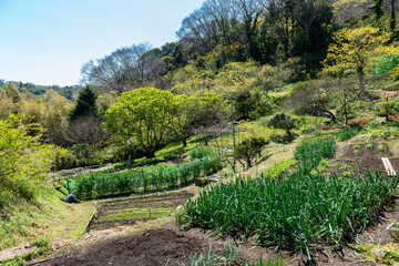 谷戸と畑の風景