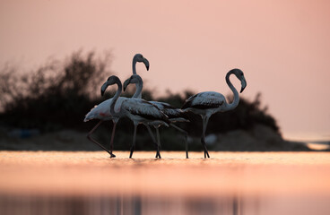 Greater Flamingos in the morning at Asker, Bahrain