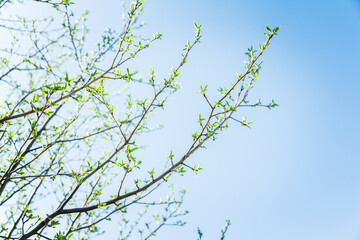 Obraz premium New leaves on apple tree in the garden. Selective focus. 