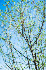 New leaves on apple tree in the garden. Selective focus.
