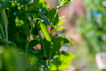 Naklejka premium スナック（スナップ）エンドウ えんどうまめ