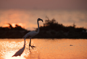 Naklejka premium Silhouette of Greater Flamingo and a heron in the forground in the morning at Asker, Bahrain