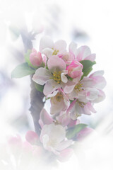 Fototapeta na wymiar Blossom Apple Tree in April on a transparent spring day in bright sunlight
