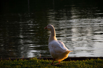 goose on the lake
