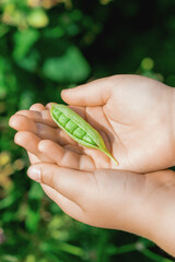 Close up of fresh open pod of green peas in the hands of a child.