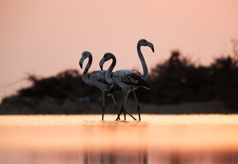 Greater Flamingos during sunrise at Asker coast, Bahrain