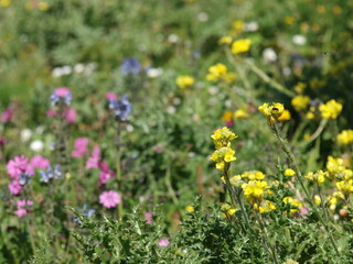 Fiori di campo © Alessandro