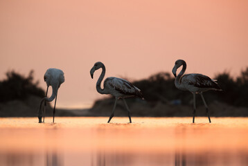 Greater Flamingos in the morning at Asker, Bahrain