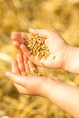 Close up of wheat grains in the palms of child on the field in summer. Wheat harvest.