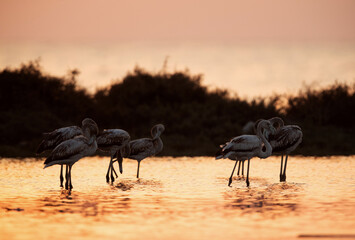 Greater Flamingos preening in the morning at Asker coast, Bahrain