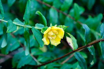 yellow flower in the garden