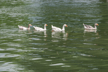 Line of four Duck family swimming in a river