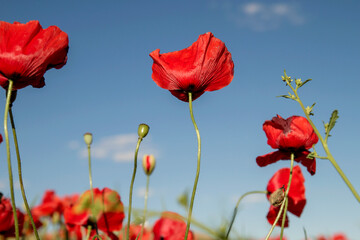 Wild red poppies