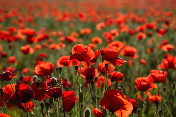 Red poppies