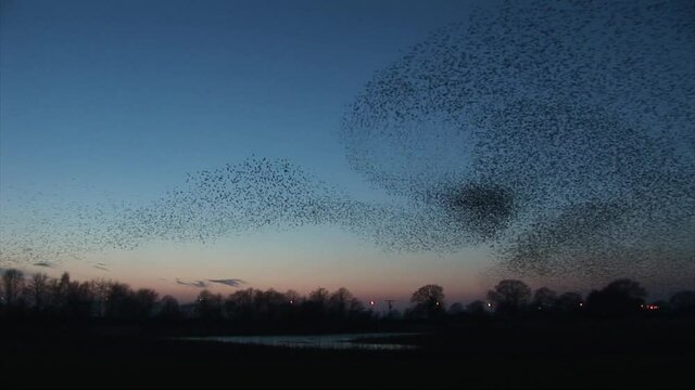 Amazing flock of birds flying in the sky of England on migration UK
