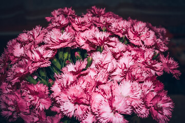 Bouquet of pink carnation